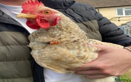 Chickens poultry for sale: Beautifully Natured Cockerel - Free to a good home - Image 7