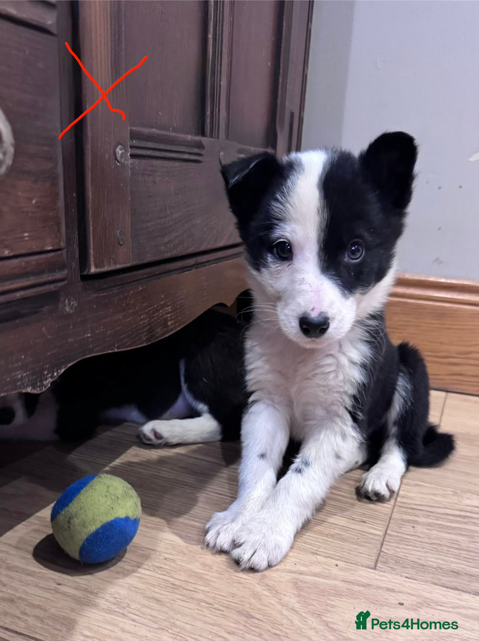 Border Collie dogs Beautiful litter of collie pups - Advert 1
