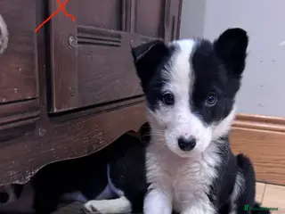 Border Collie dogs Beautiful litter of collie pups - Advert 6