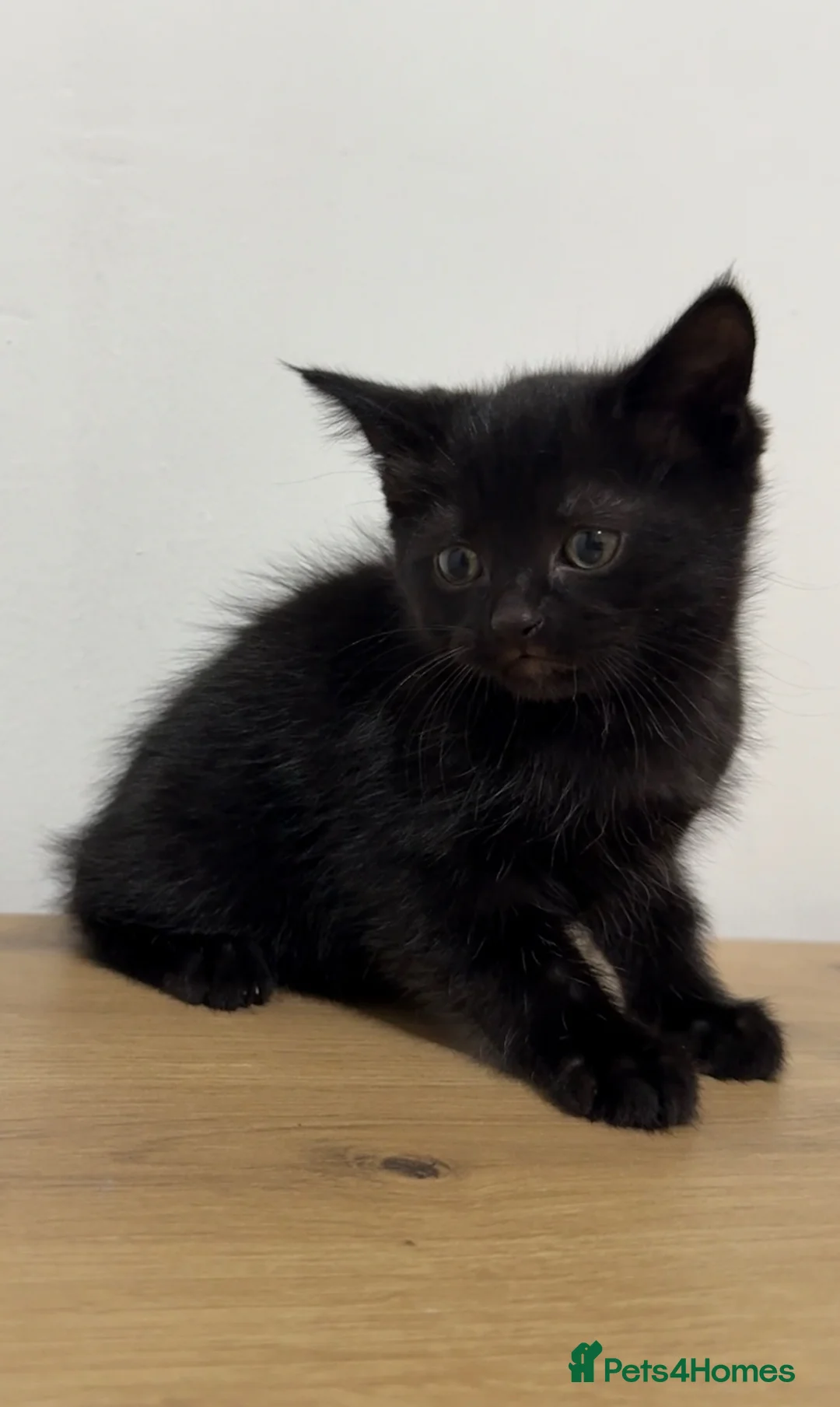 Mixed Breed cats for sale: Soya, a male black long haired kitten.  - Advert 7