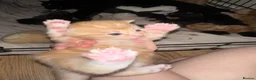 Mixed Breed cats for sale: Baby’s need a new loving home  - Advert 17