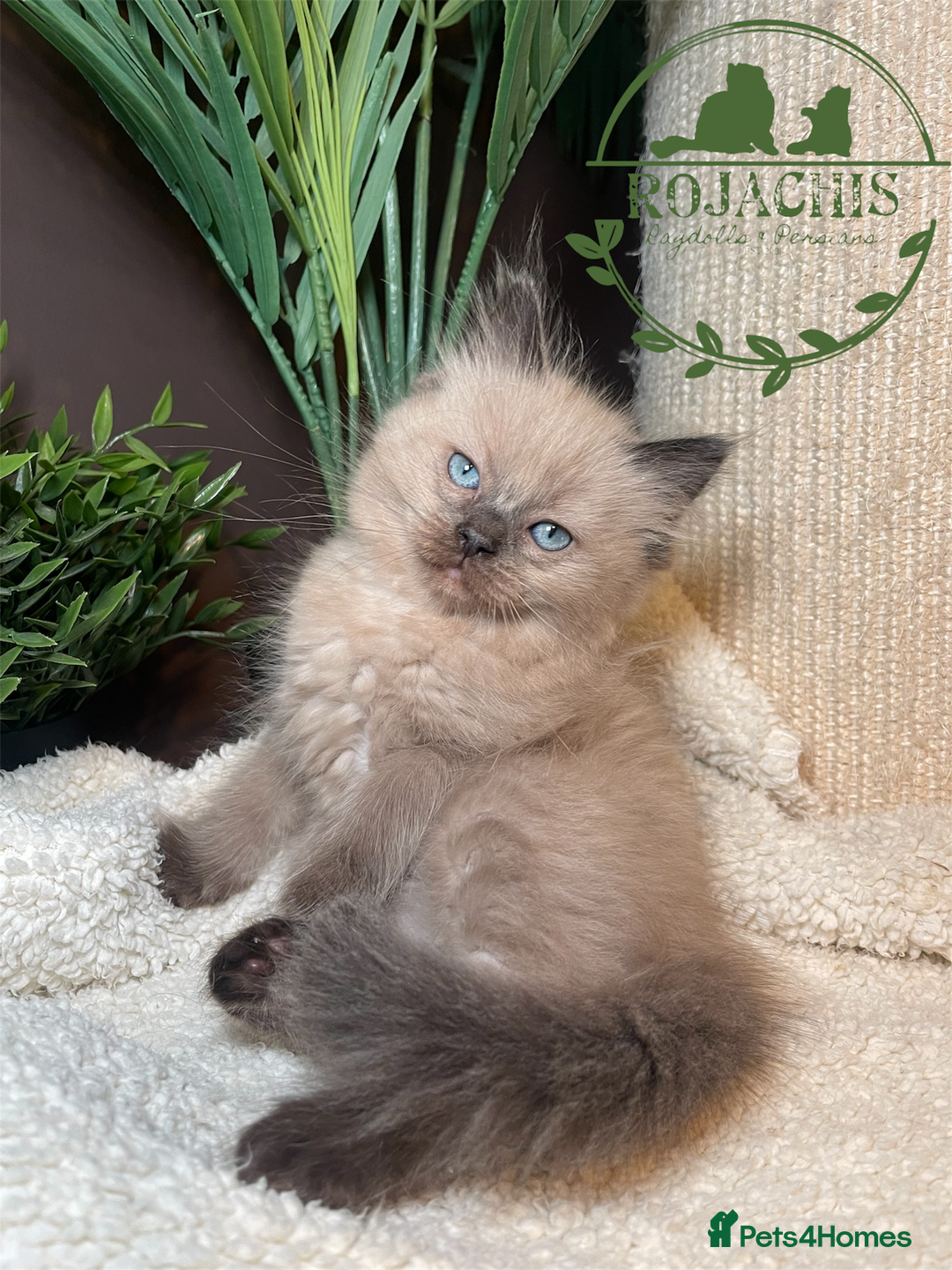 Ragdoll cats for sale: Pedigree Cherubim Blue Mink Ragdoll - Advert 8