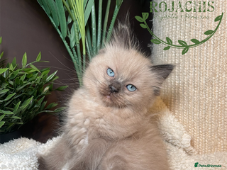 Ragdoll cats Pedigree Cherubim Ragdoll - Advert 4