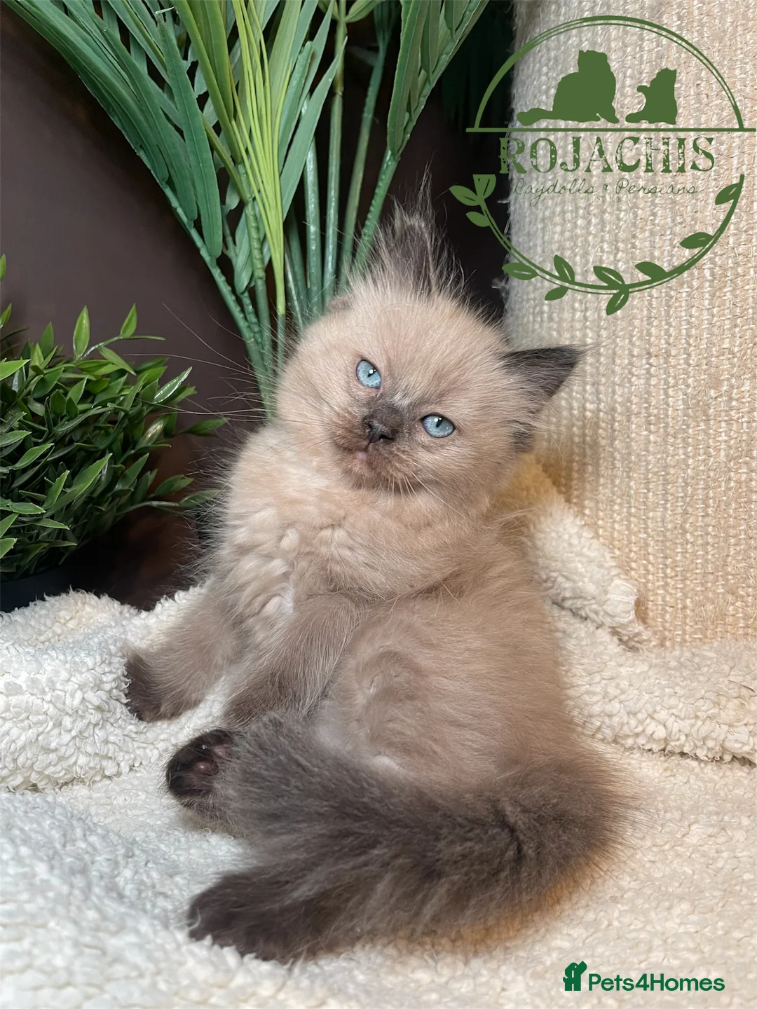 Ragdoll cats for sale: Pedigree Cherubim Blue Mink Ragdoll - Advert 15