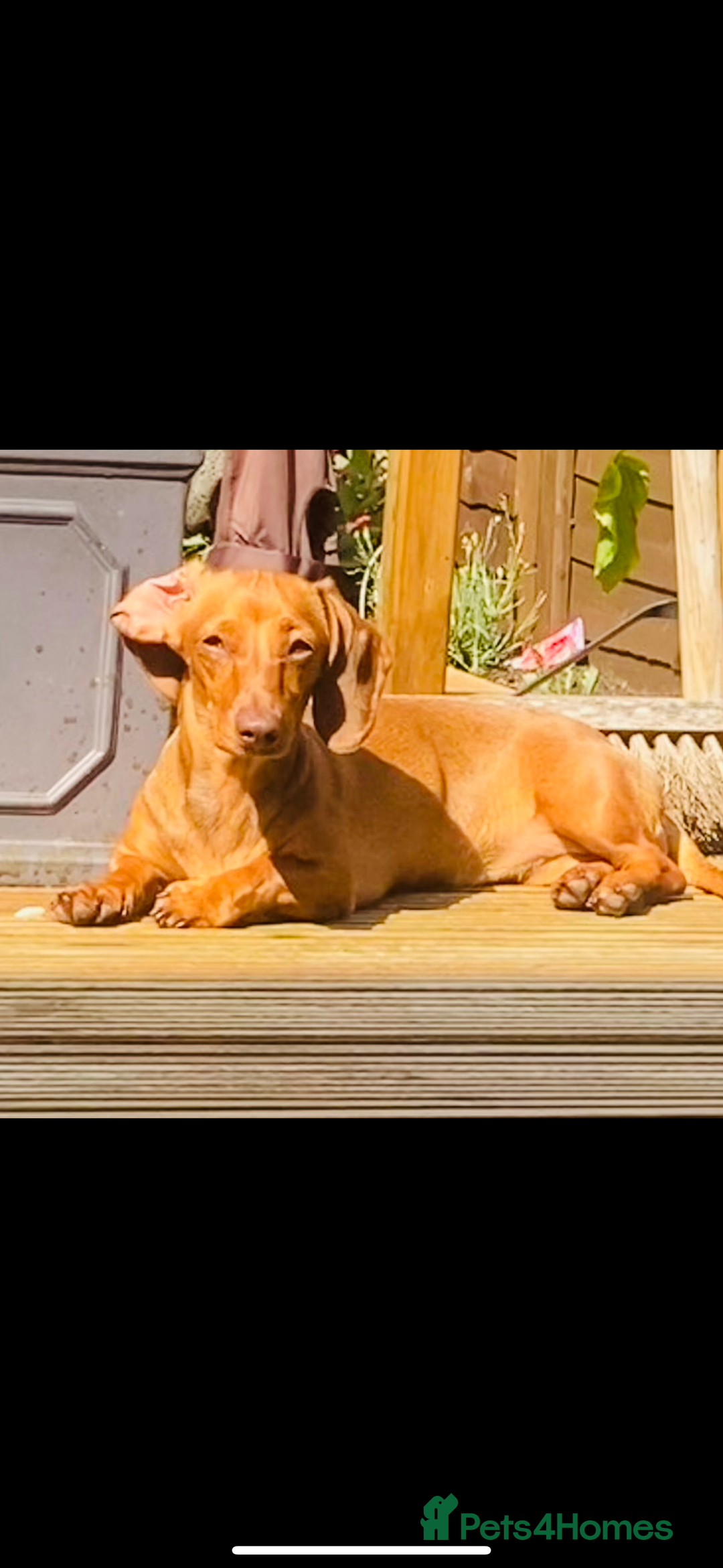 Miniature Dachshund dogs for sale: Red miniature dachshund girl  - Advert 4
