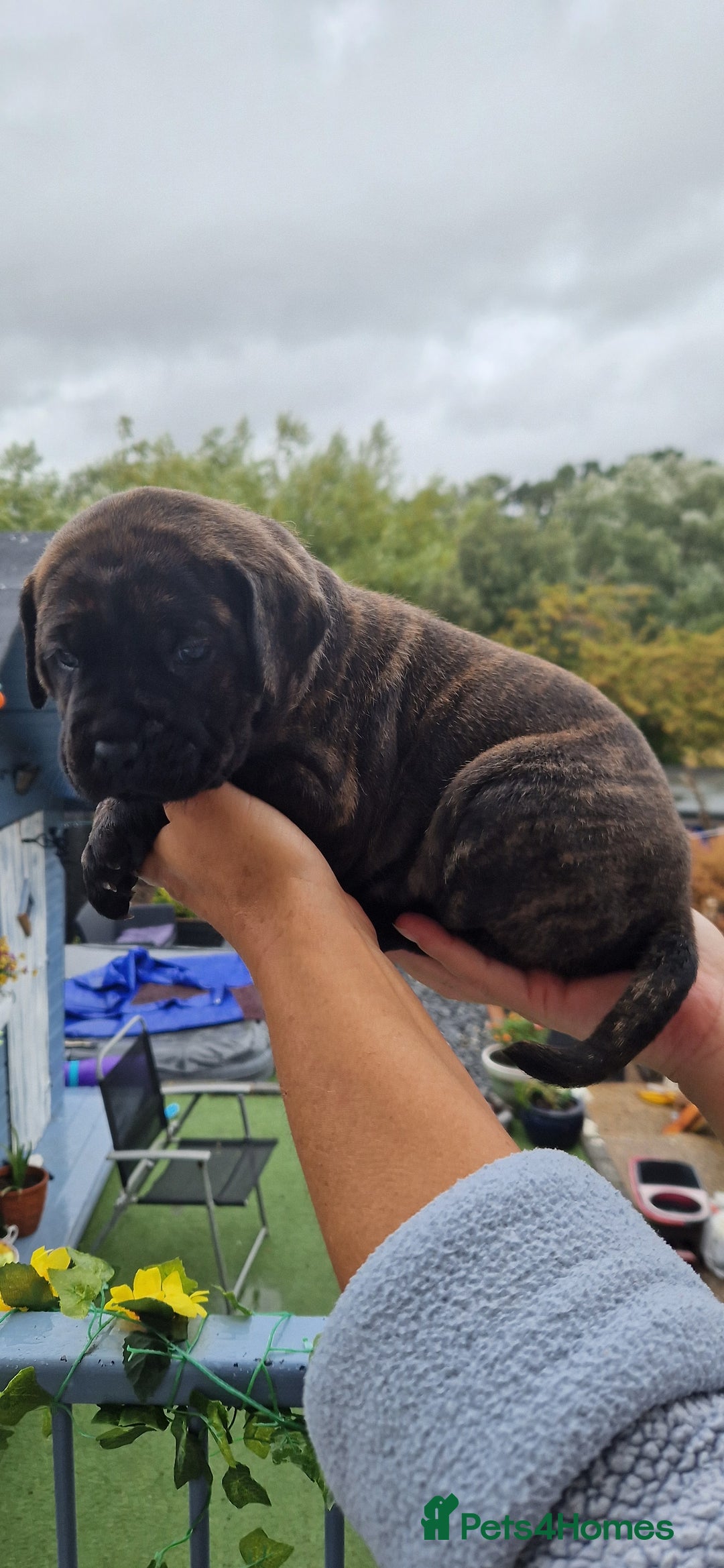 Mixed Breed dogs for sale: cane corso x mastiff pups for sale - Image 3