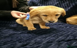 Labrador Retriever dogs for sale: Golden Labrador puppies  - Image 17