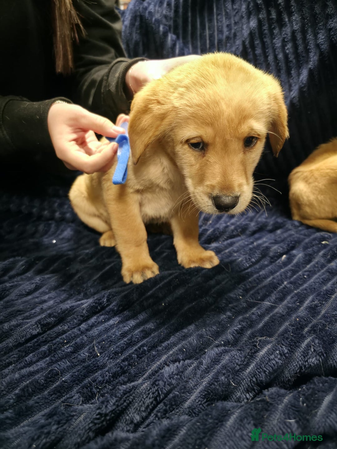 Labrador Retriever dogs for sale: Golden Labrador puppies  - Image 17