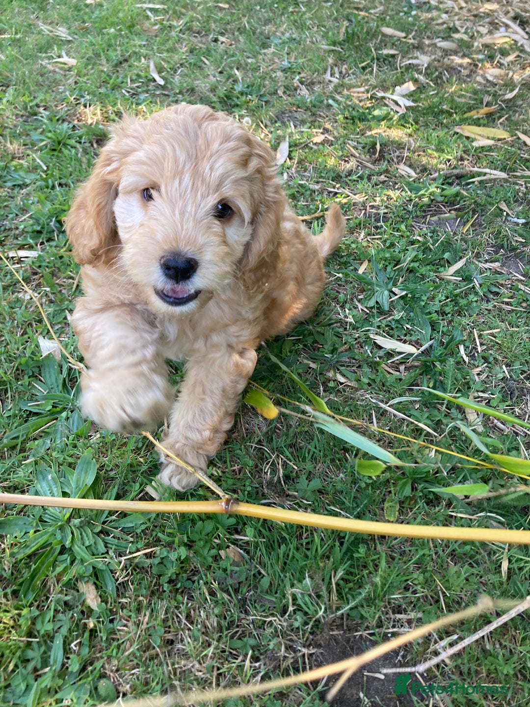 Mixed Breed dogs for sale: Mixed breed puppy - last one - Image 1