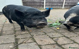 Pig livestock for sale: Kune Kune Pigs for Sale - Image 4