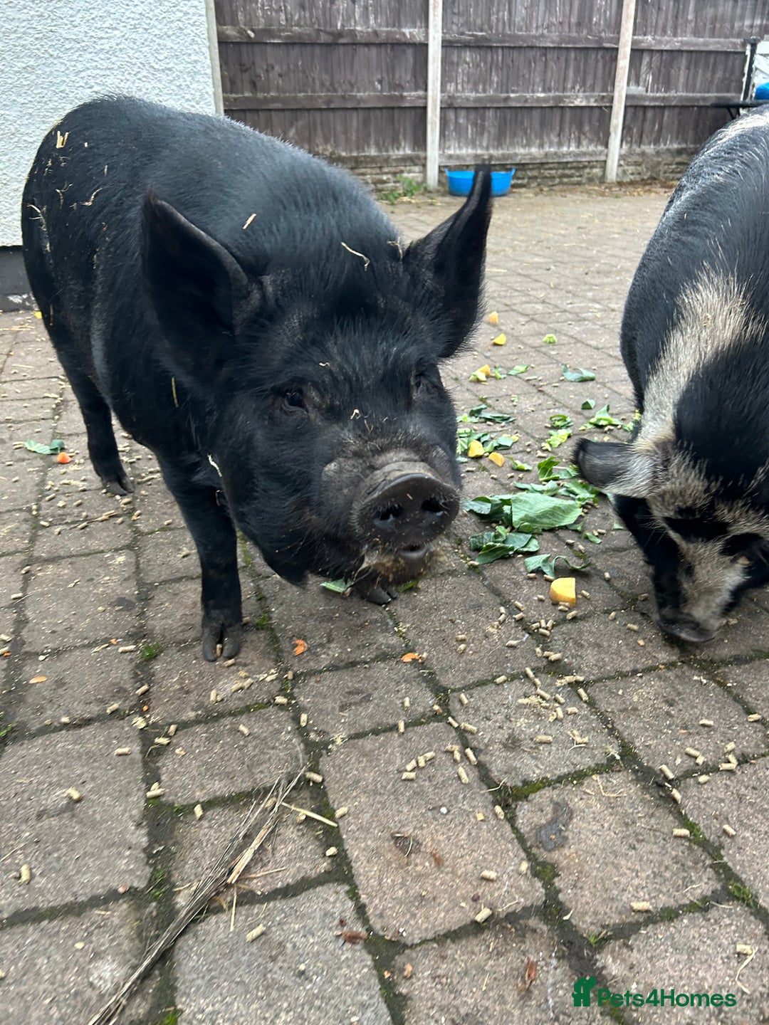 Pig livestock for sale: Kune Kune Pigs for Sale - Image 4