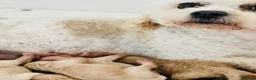 Cavapoochon dogs for sale: Exceptional Extensively health tested cavapoochon - Advert 11