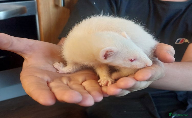 Ferret rodents - Advert 3
