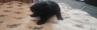 Cockapoo 5 