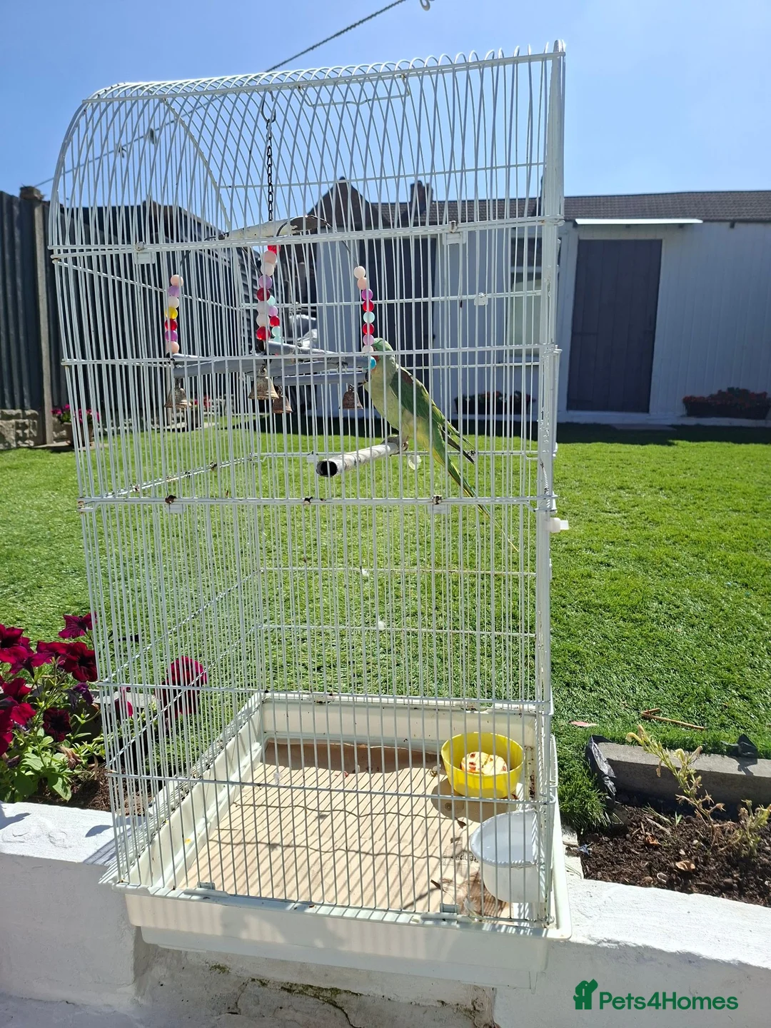 Parrots birds for sale: Full Hand Tame Alexandrine parrot  in Birmingham - Advert 2
