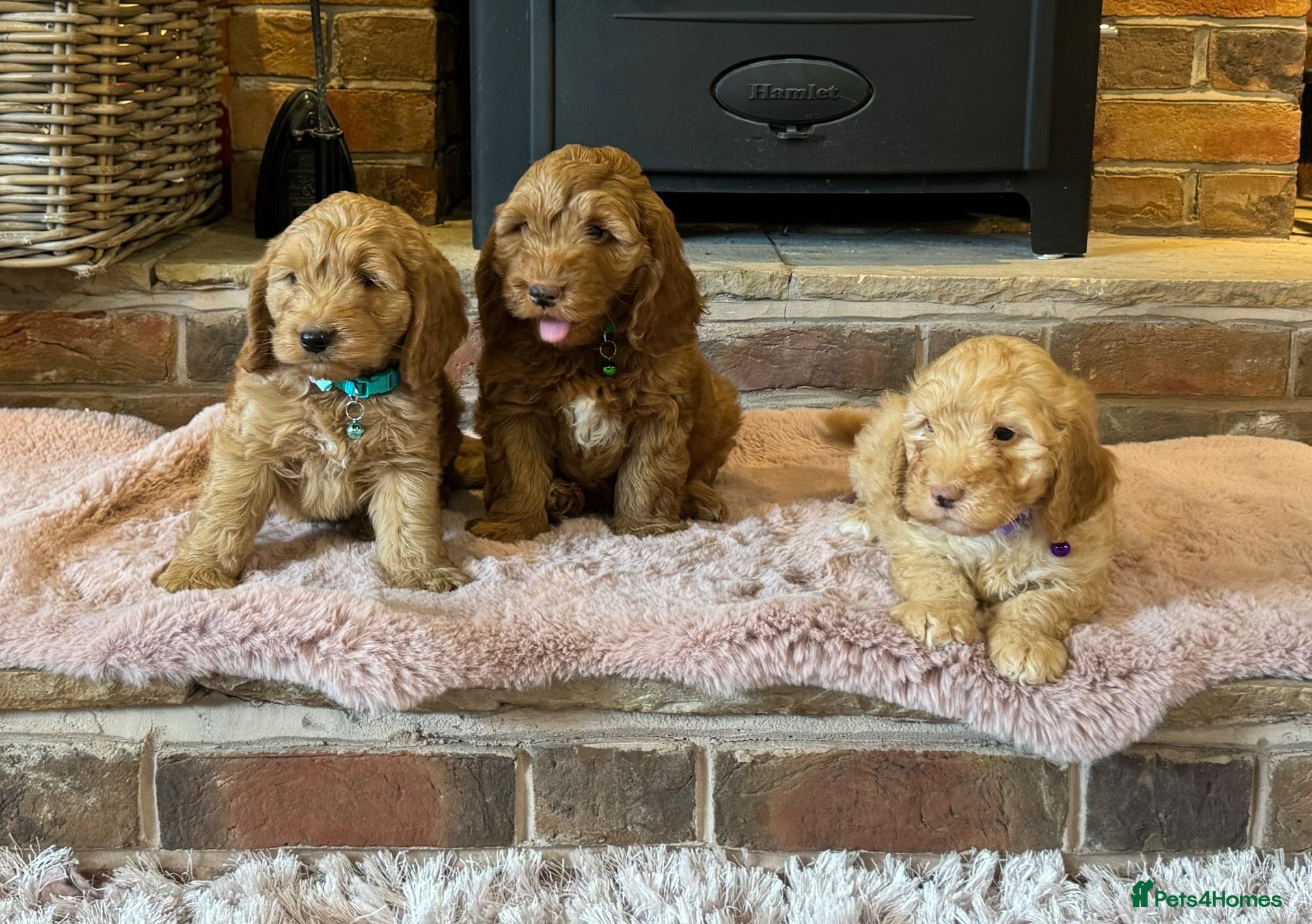 Cockapoo dogs Beautiful cockapoo puppy’s🩵🩷 - Advert 10