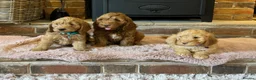 Cockapoo dogs for sale: Beautiful cockapoo puppy’s🩵🩷 - Advert 1
