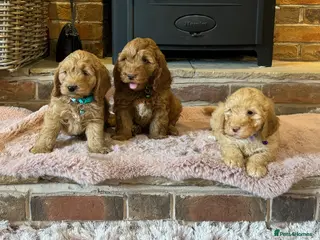 Cockapoo dogs Beautiful cockapoo puppy’s🩵🩷 - Advert 2