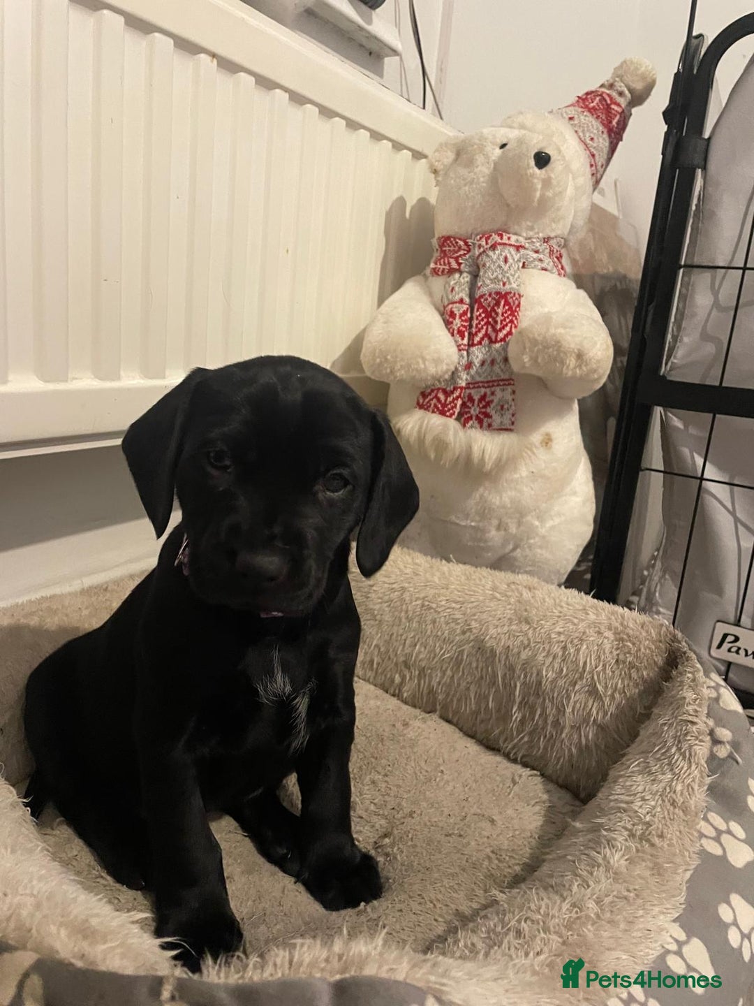 Mixed Breed dogs for sale: Chunky staff x lab pups 3 left - Advert 15