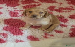 Cocker Spaniel dogs for sale: Working Cocker Spaniel Puppies - Image 23