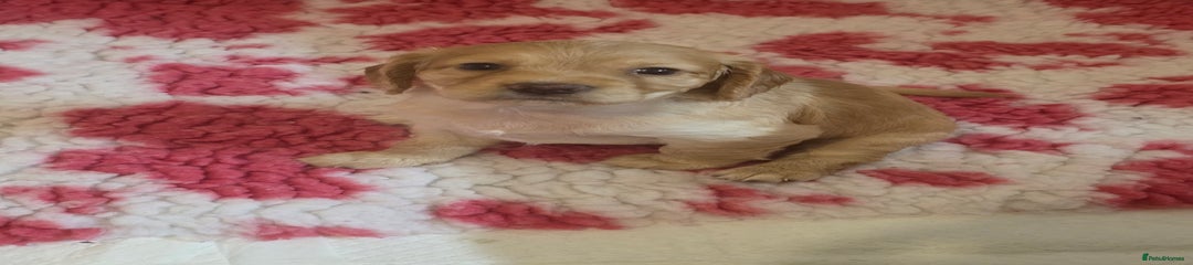 Cocker Spaniel Puppy 4