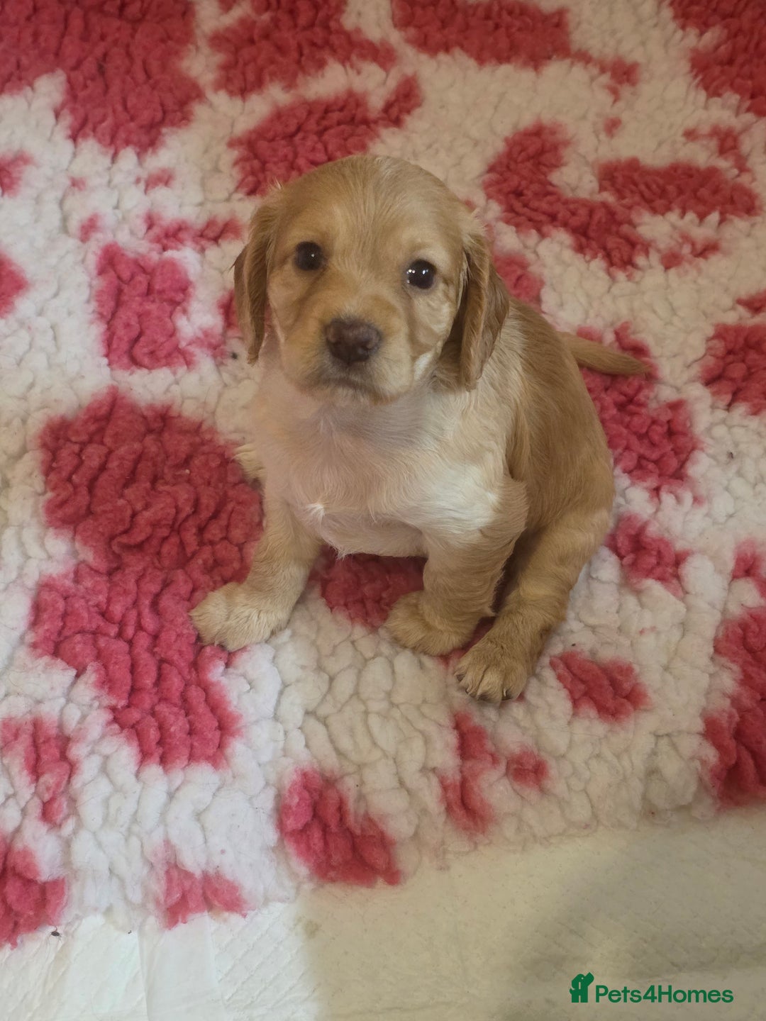 Cocker Spaniel dogs for sale: Working Cocker Spaniel Puppies - Image 23