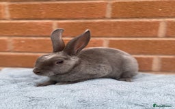 Rex rabbits for sale: Female & male mini rex rabbit kits VIENNA - Image 8