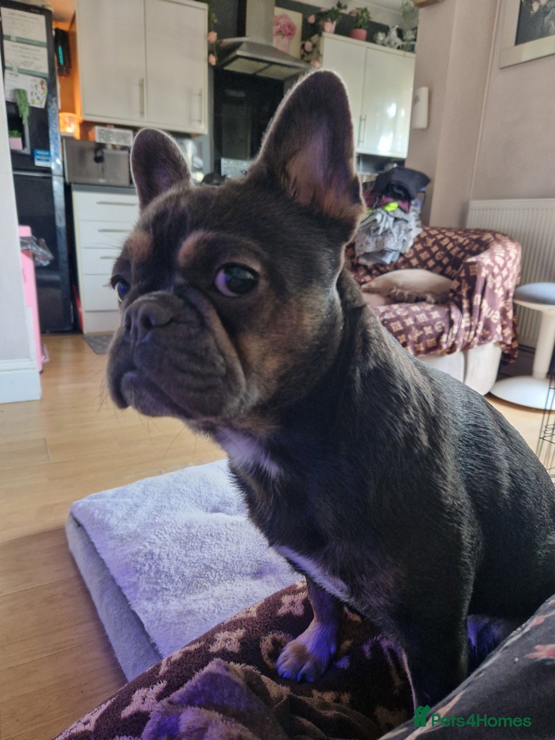 French Bulldog dogs for sale: French fluffy bulldog girl  - Image 2