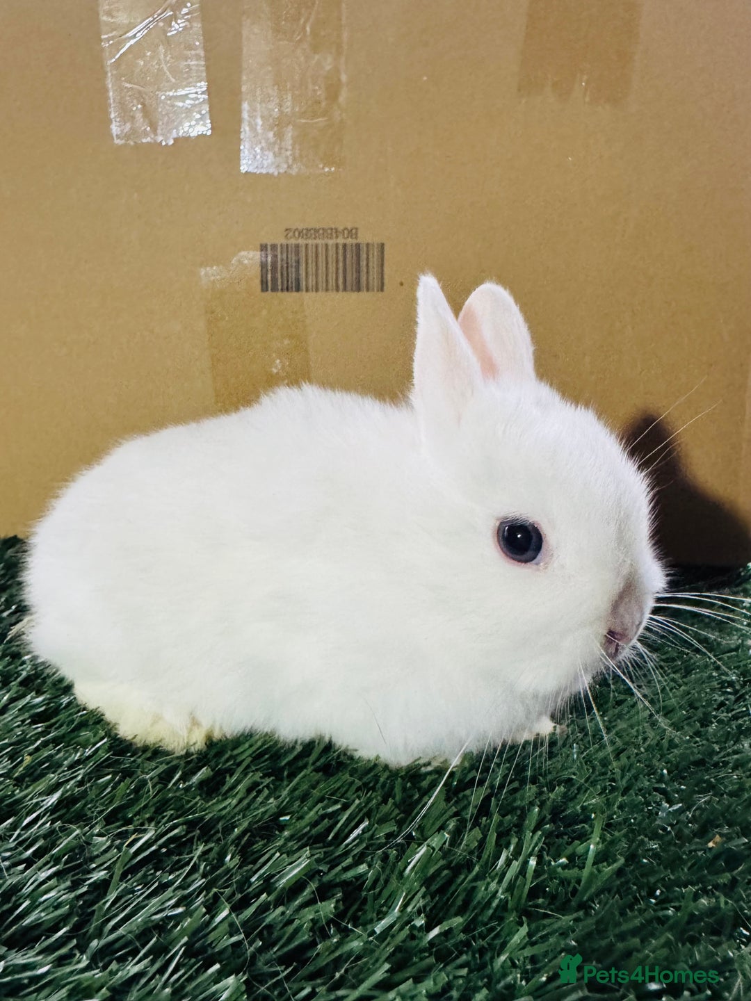 Netherland Dwarf rabbits for sale: Pure breed Netherlands dwarf  - Advert 6