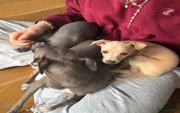 Italian Greyhound dogs for sale: Stunning Tiny Cream Boy  - Image 2