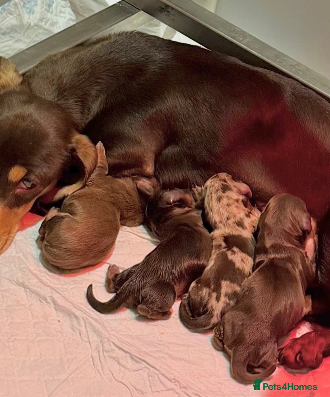 Miniature Dachshund dogs for sale: Absolutely stunning KC mini  girls🩷🩷🌟  - Advert 9