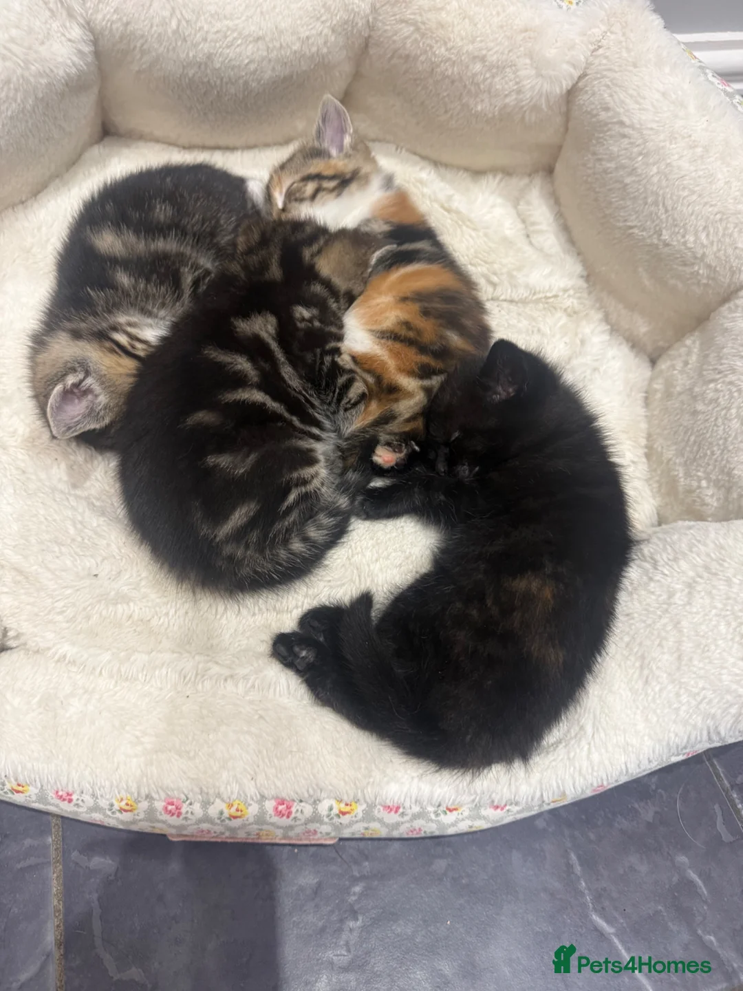 Mixed Breed cats for sale: Beautiful litter of female kittens - Advert 2