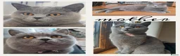 British Shorthair cats for sale: Purebred British Shorthair Kittens - Advert 3