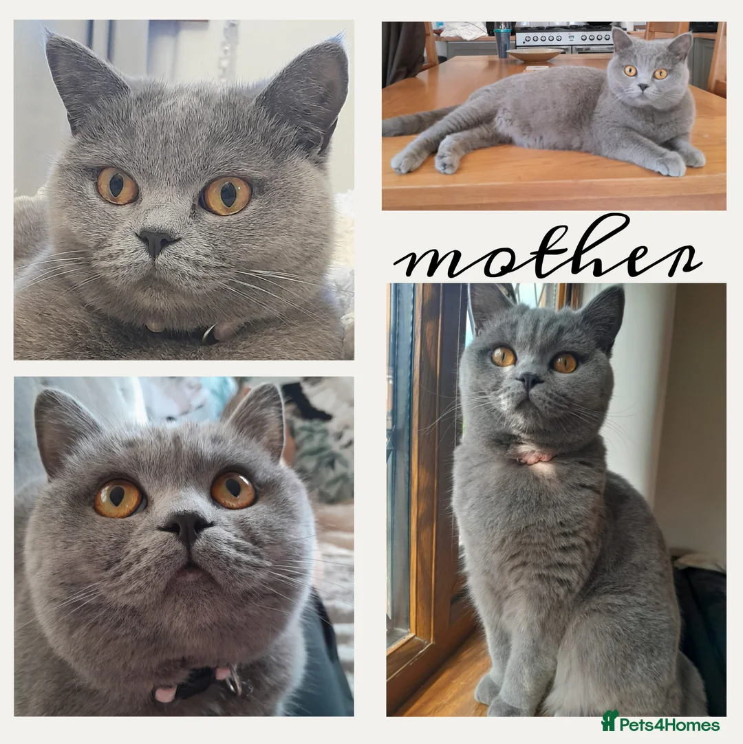 British Shorthair cats for sale: Classic Blue British Shorthair - Advert 2