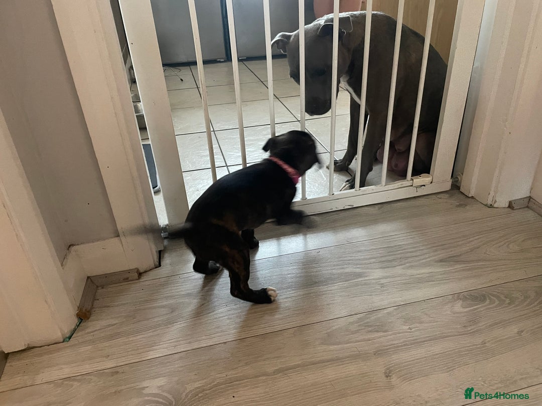 Staffordshire Bull Terrier dogs for sale: Staffordshire Bull Terrier Pups  - Image 10