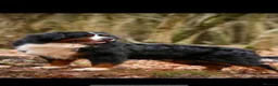 Bernese Mountain Dog dogs for sale: Bernese mountain pups  - Advert 6