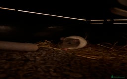 Rat rodents for sale: Two female hooded rats - Image 2