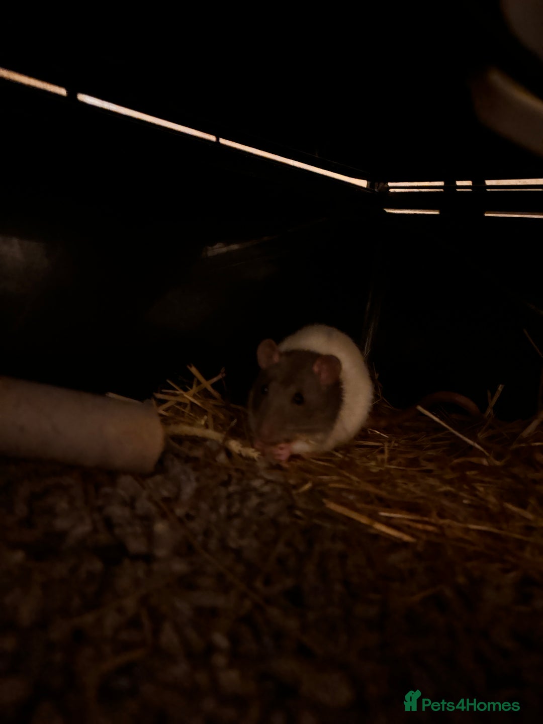 Rat rodents for sale: Two female hooded rats - Image 2