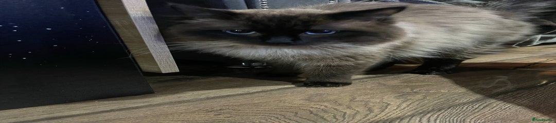 Ragdoll Kitten 1