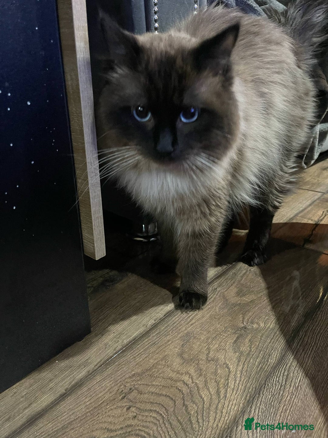 Ragdoll cats for sale: Ragdoll  - Image 2
