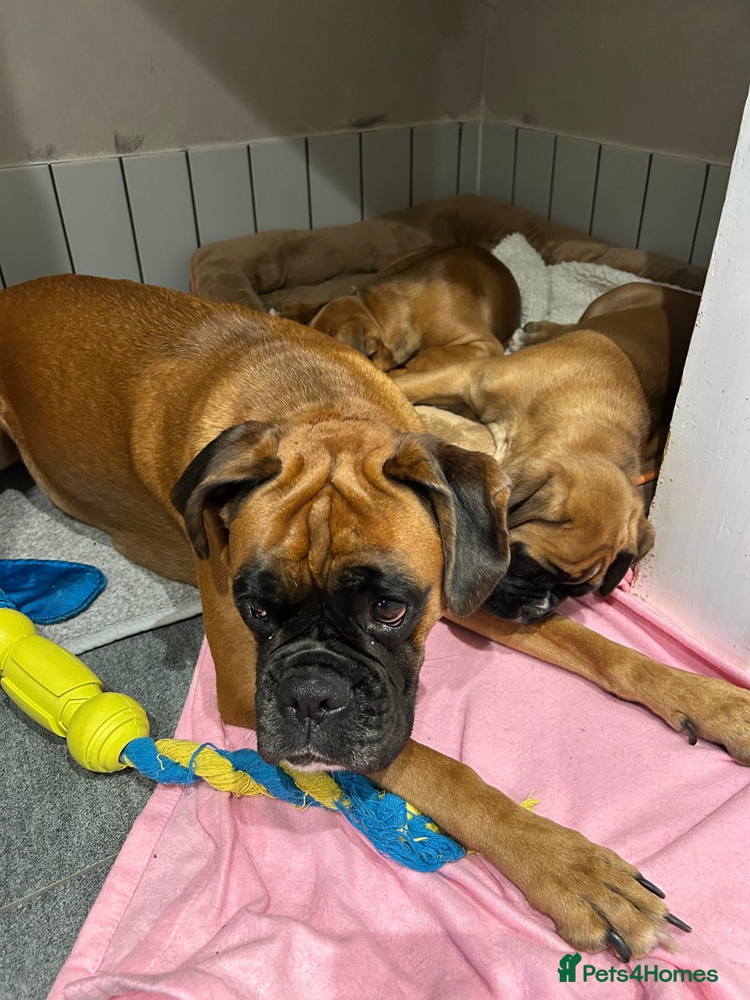 Boxer dogs for sale: Boxer puppies K.C registered  - Image 11