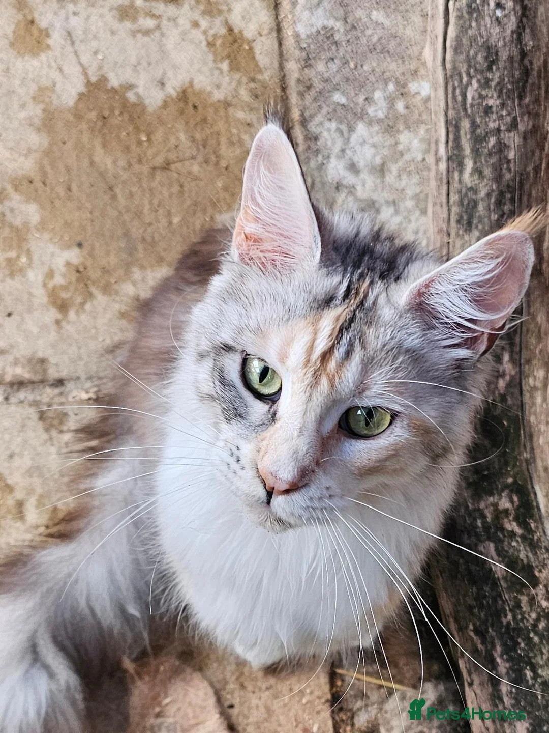 Maine Coon cats for sale: Beautiful Mainecoon girl - Advert 2