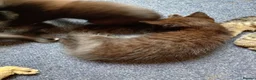 Mixed Breed cats for sale: Kittens - Advert 4