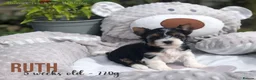 Yorkshire Terrier dogs for sale: Beautiful Litter of Six Biewer Terriers! - Advert 22
