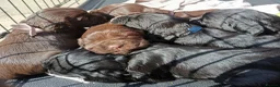 Cocker Spaniel dogs for sale: 1 DOCKED, KC REG. COCKER BOY READY TO LEAVE NOW!! - Advert 5