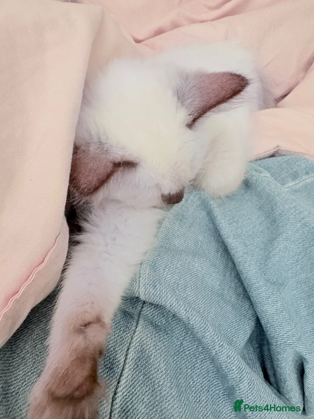 Ragdoll cats for sale: Chocolate Point Ragdoll  - Advert 1