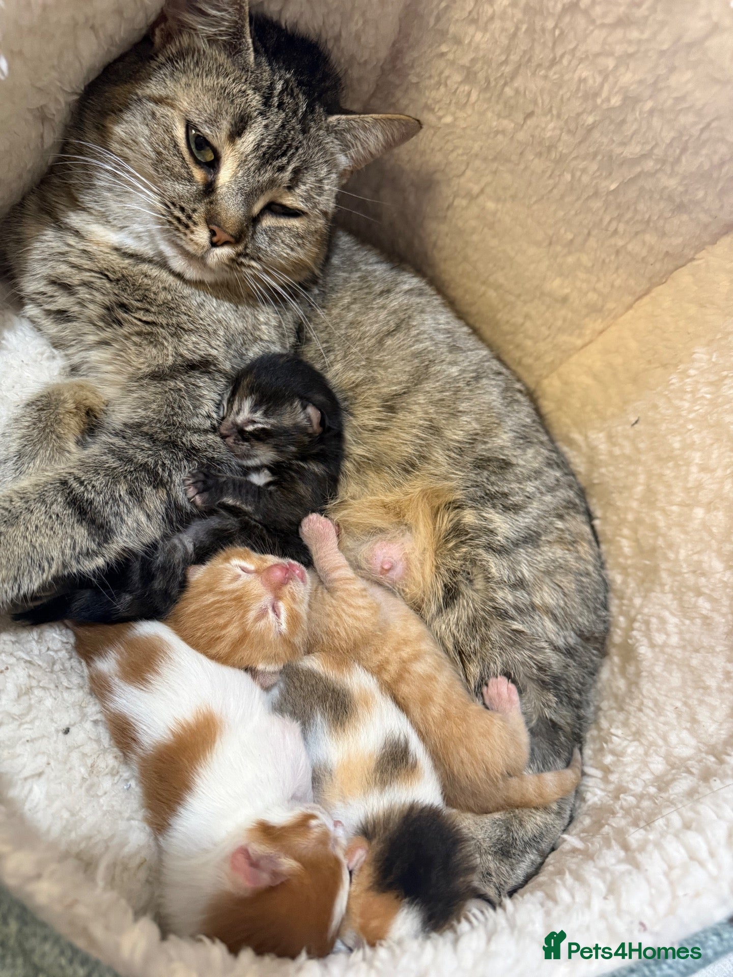 Mixed Breed cats Kittens ready November  - Advert 6