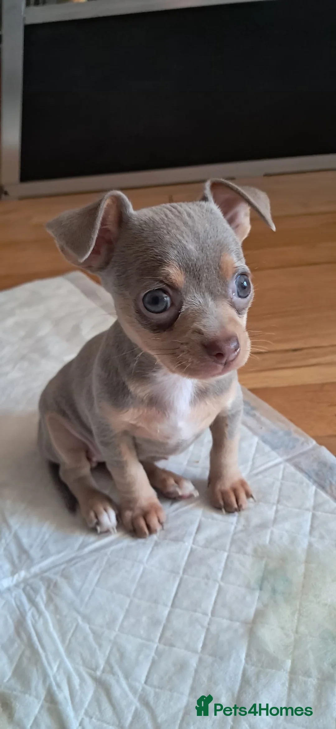 Mixed Breed dogs for sale: Beautiful Babies  - Advert 11