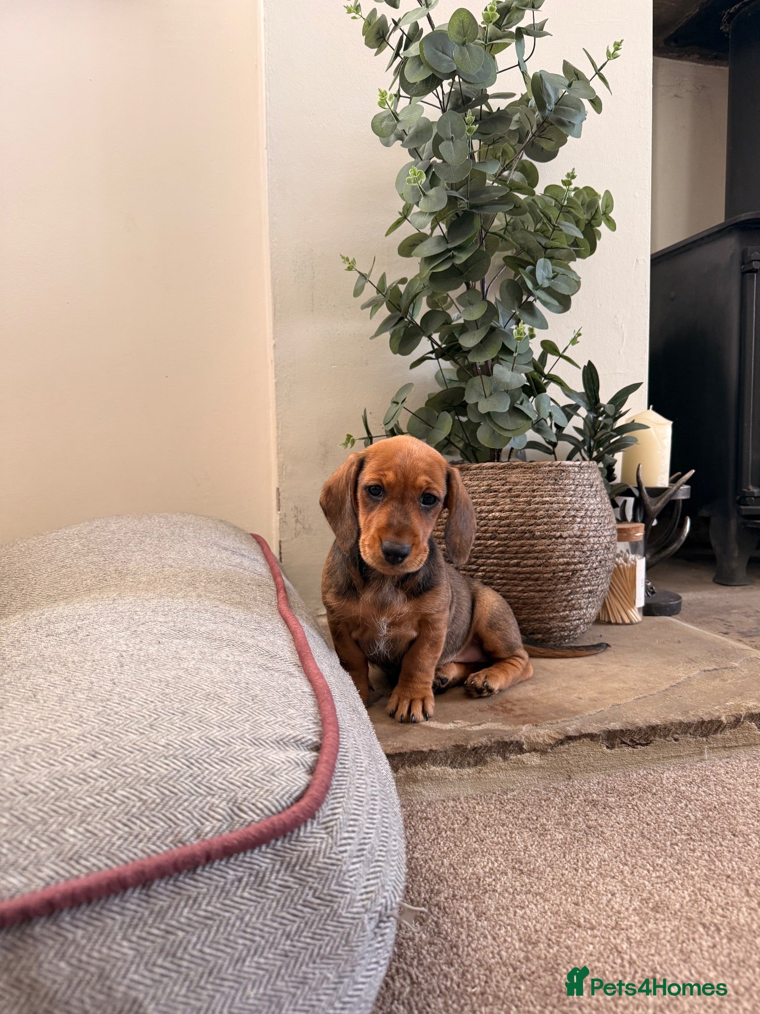 Dachshund dogs Standard RED BITCH Wirehaired Dachshund  - Advert 16