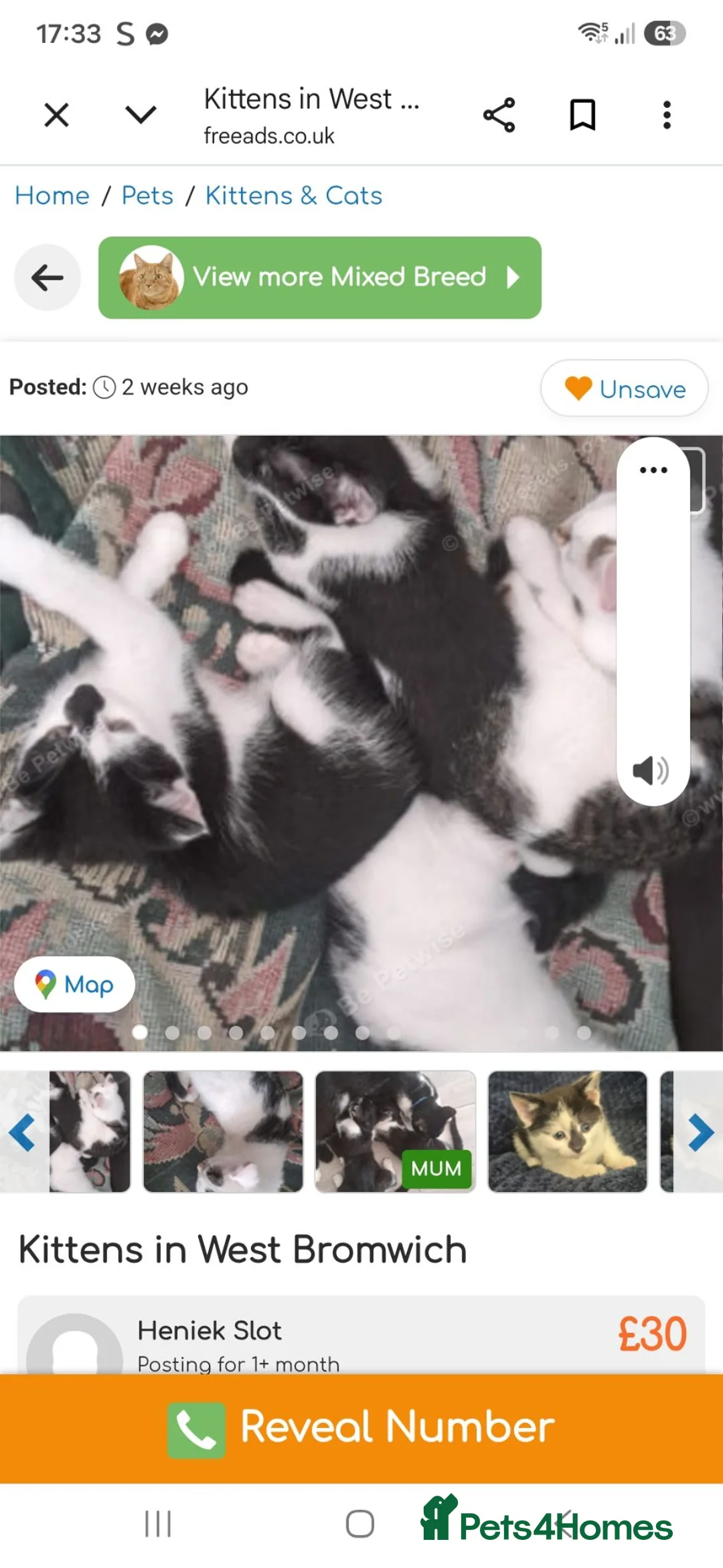 Mixed Breed cats for sale: Two female kittens available  - Advert 3